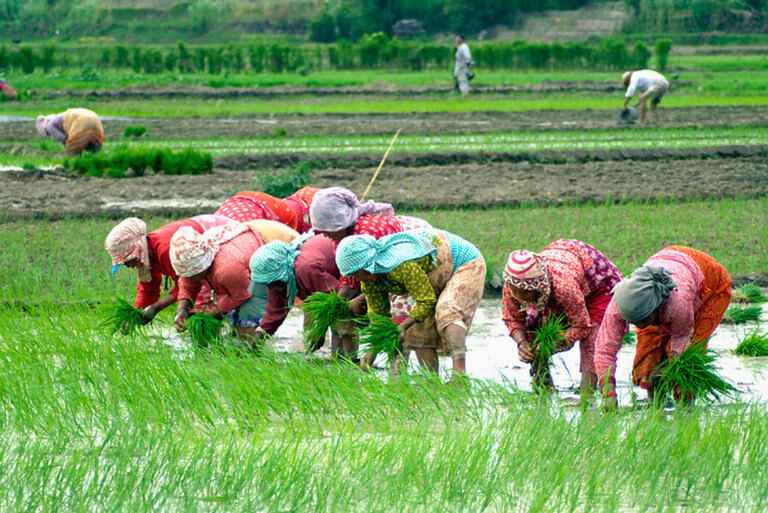 Farmers planting rice seedlings in a green paddy field.