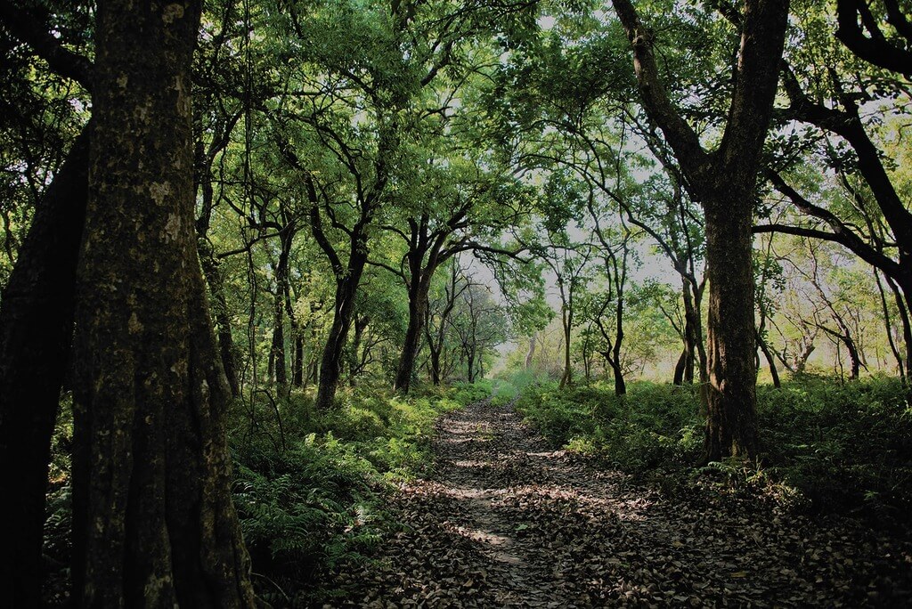 Forest 1
