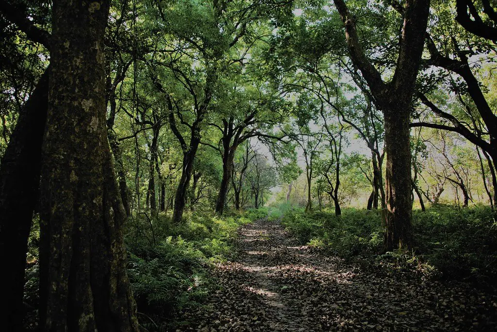 Forest 1