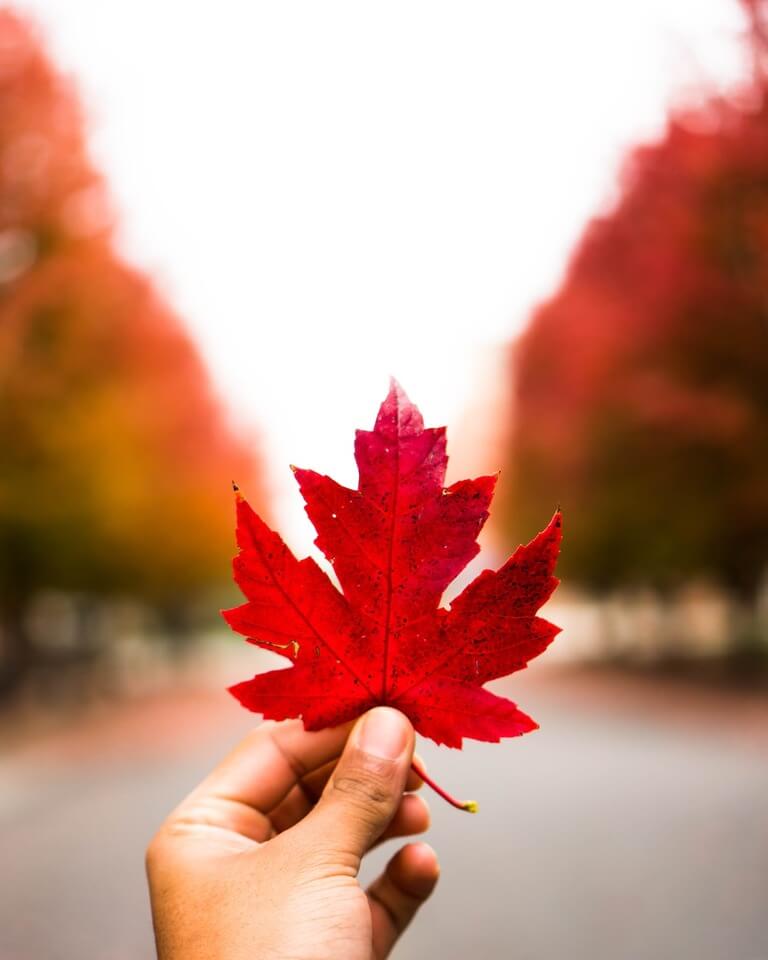 Hand holding vibrant red maple leaf during fall season.
